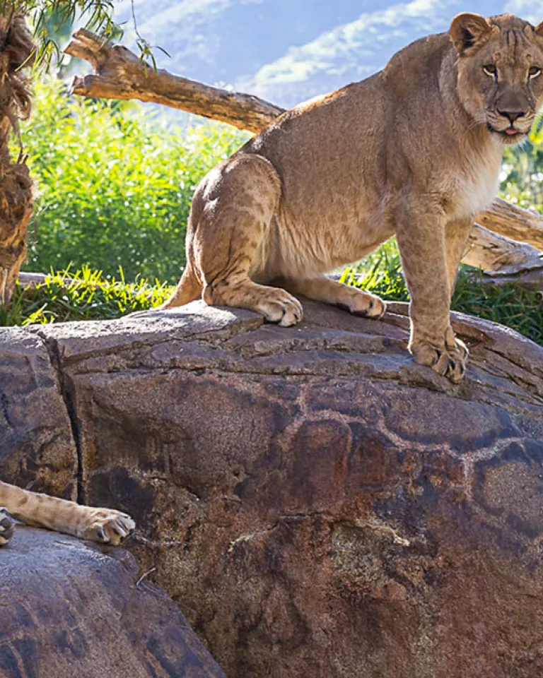 10 Wild Adventures at the San Diego Zoo Safari Park
