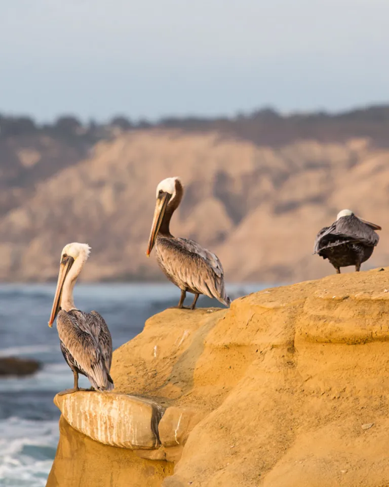 Birding in the Sunshine - Annual Events Not to Miss
