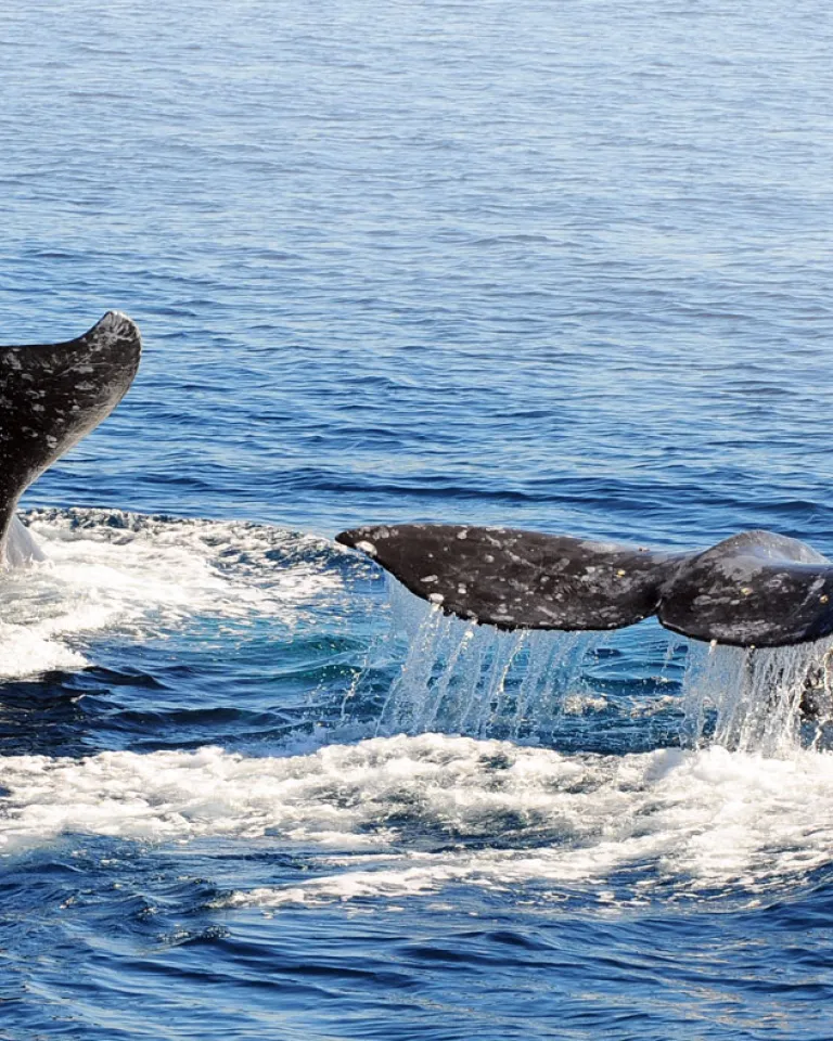 Whale Watching