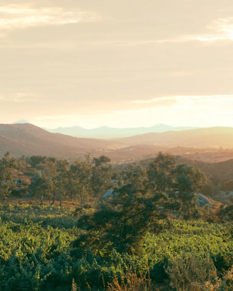 Wine Tasting in Ramona Valley