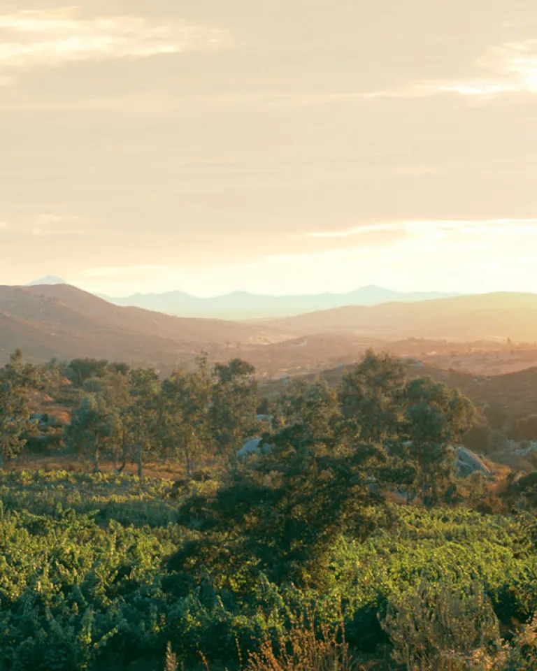 Wine Tasting in Ramona Valley