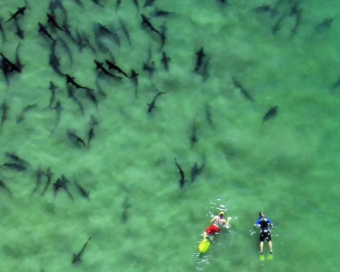 7 Wild Ways to Get Up-close with San Diego’s Amazing Wildlife 