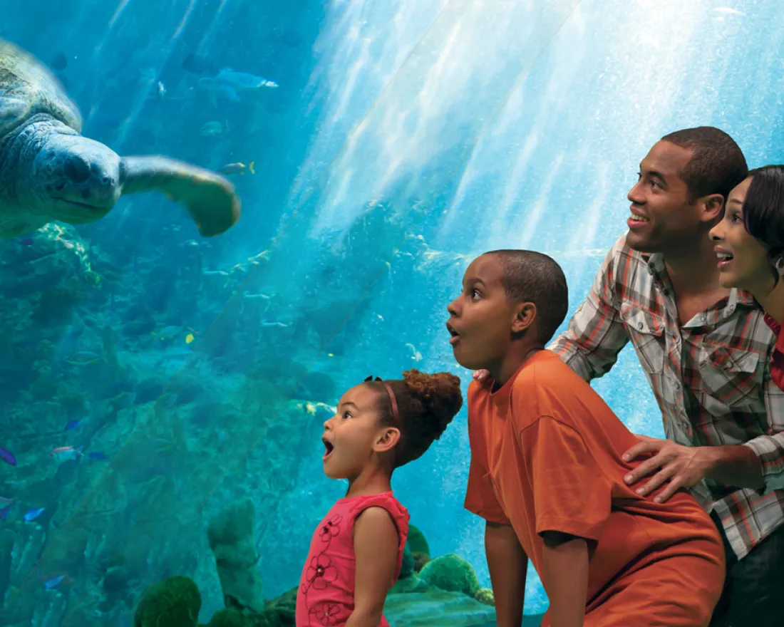 Family is excited viewing a sea turtle close-up in aquarium 