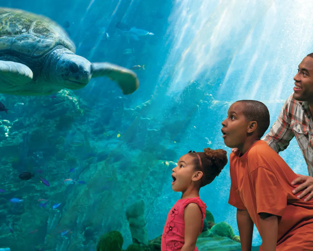 Family is excited viewing a sea turtle close-up in aquarium 