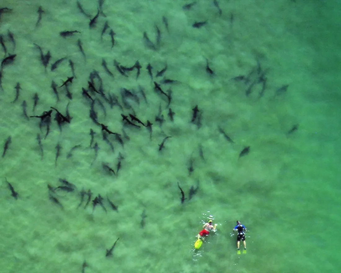 Two divers swim with Leopard Sharks at La Jolla Shores beach in San Diego, CA