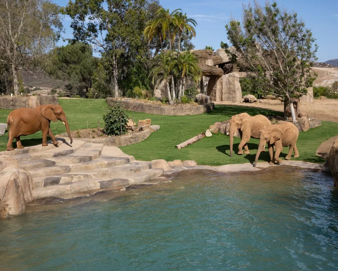 Multiple elephants playing in the grass and water in the Elephant Valley at the San Diego Safari Park in Escondido in San Diego Ca.
