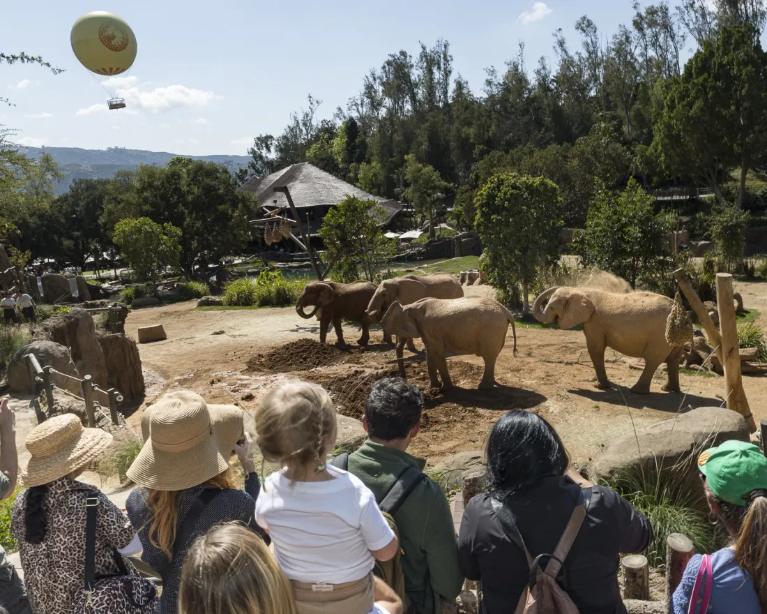 Elephants roaming across Elephant Valley at the San Diego Zoo Safari Park, with a spacious natural habitat, rocky terrain, trees, and guests viewing the herd from a lookout area under a clear sky.