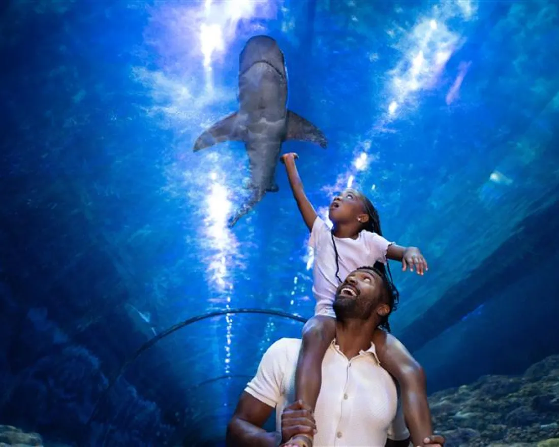 A man carries a child on his shoulders, both reaching toward a swimming shark at SeaWorld San Diego's Shark Encounter.