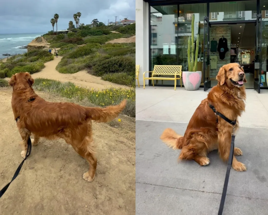 Golden retriever standing on a path by the ocean and in front of a store in san diego.
