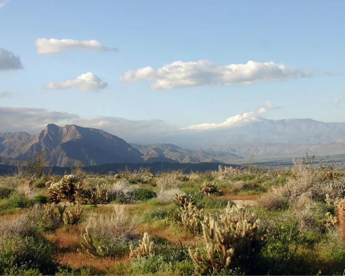 Desert landscape with cacti, mountains in the background, and a clear blue sky.