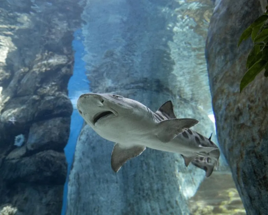A shark swimming gracefully in clear water surrounded by rocky formations.