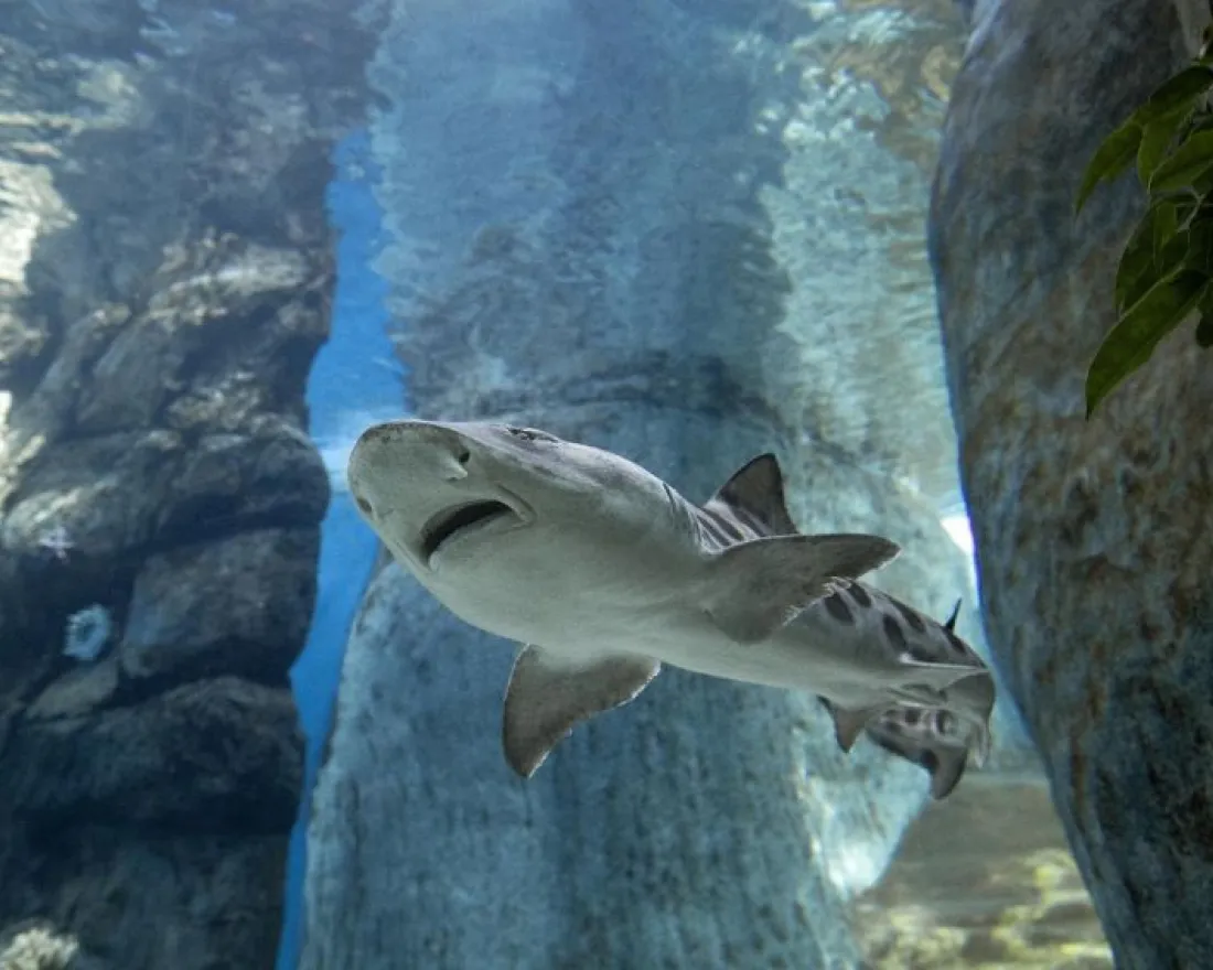 A shark swimming gracefully in clear water surrounded by rocky formations.