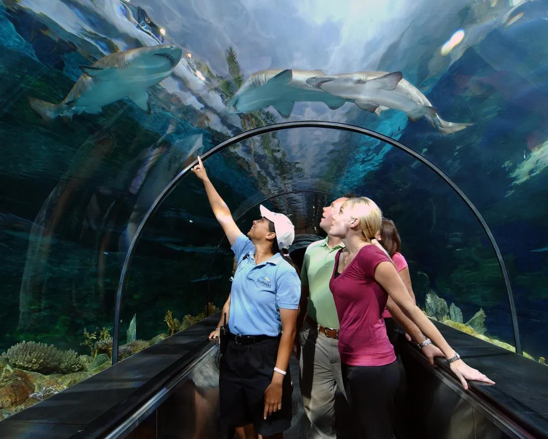 Guests at SeaWorld San Diego observe and point at the sharks swimming in the newly re-envisioned Shark Encounter exhibit.