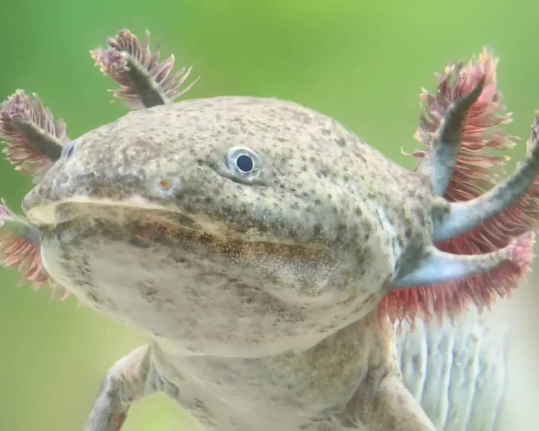 Close-up of an axolotl with pink gills, swimming against a blurred green background.