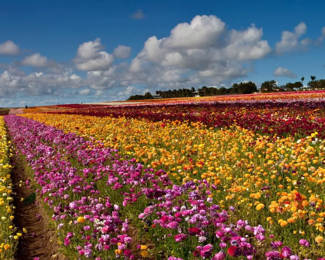 Spring Flowers