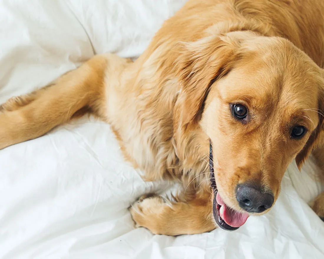 Pet-Friendly Hotels