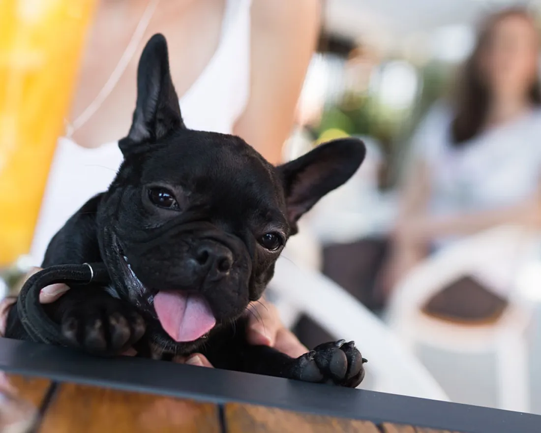 Dog-Friendly Restaurants and Cafés in San Diego