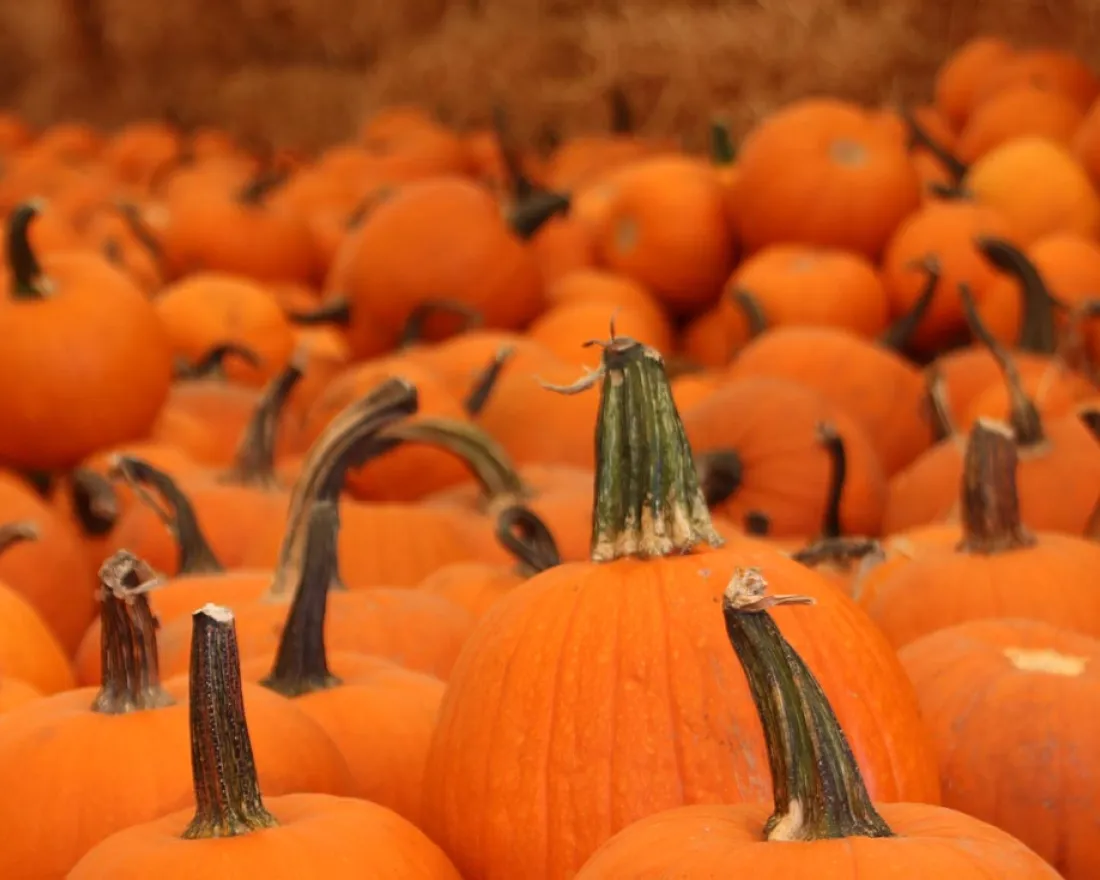 Pumpkin Patches