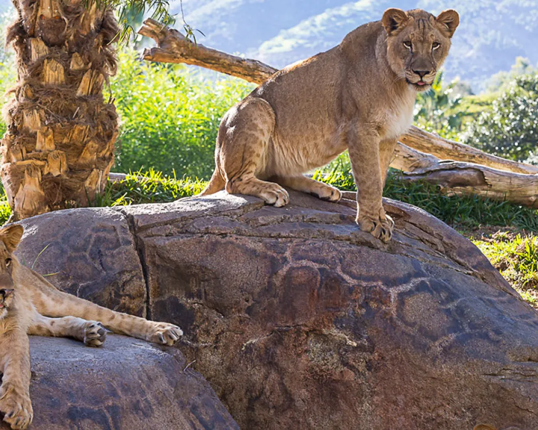 10 Wild Adventures at the San Diego Zoo Safari Park
