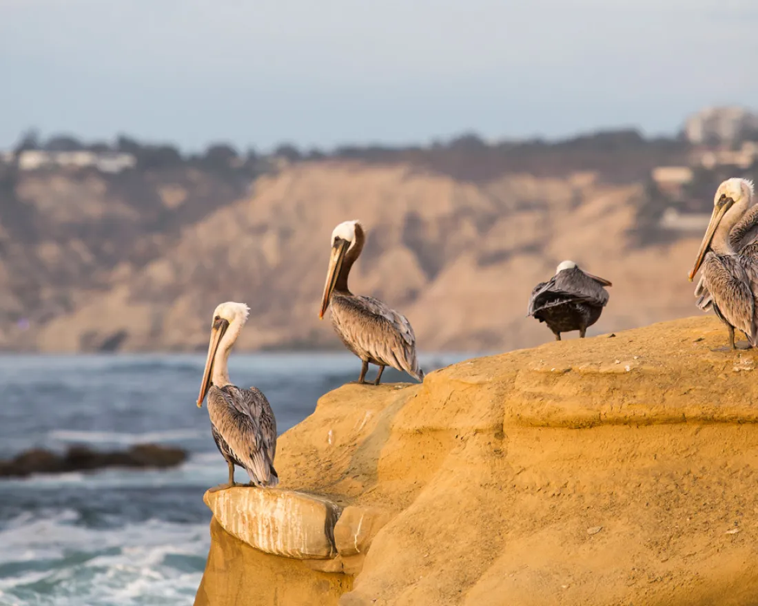 Birding in the Sunshine - Annual Events Not to Miss