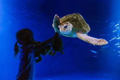 A child holds up a stuffed turtle toy toward a large sea turtle swimming in a blue aquarium tank.