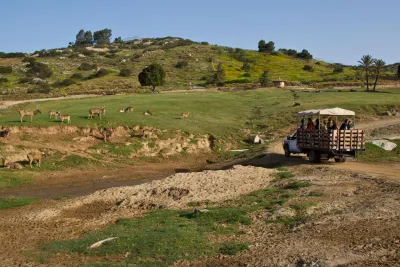 A safari truck with passengers drives through a grassy field with several antelope grazing, set against a hillside with scattered trees at the San Diego Zoo Safari Park.