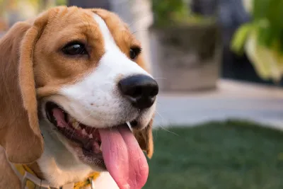 Dog Friendly Breweries