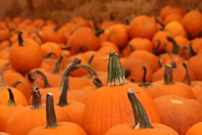 Pumpkin Patches