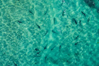 Forces of Nature: San Diego’s Amazing Phenomena