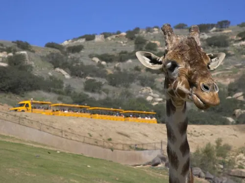 Wildlife Safari