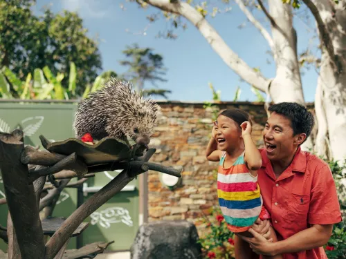 A man lifts a smiling child in front of a porcupine perched on a branch at an outdoor zoo or animal exhibit.