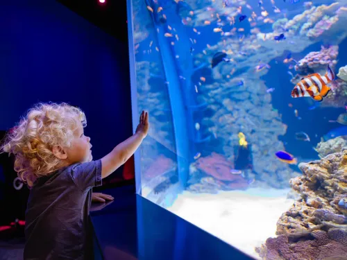 A young child with curly blonde hair looks at colorful fish through the glass of a large aquarium exhibit at Birch Aquarium in San Diego.