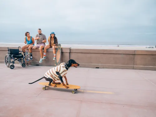 A dog wearing a striped shirt rides a skateboard on a boardwalk as three people sit on a ledge in the background near a wheelchair, with the beach and ocean behind them.