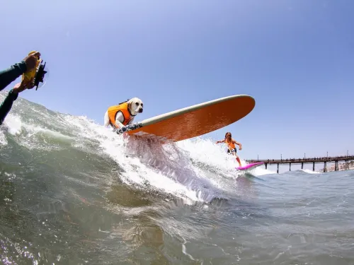 A dog wearing an orange vest surfs on a board while another surfer and a person with a camera are nearby in the ocean, with a pier visible in the background.