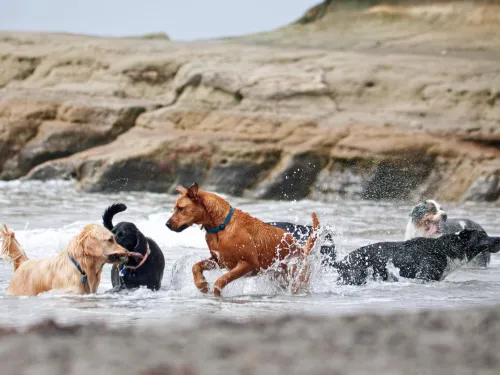 Five dogs of various breeds play and splash in shallow water near rocky terrain at the beach.
