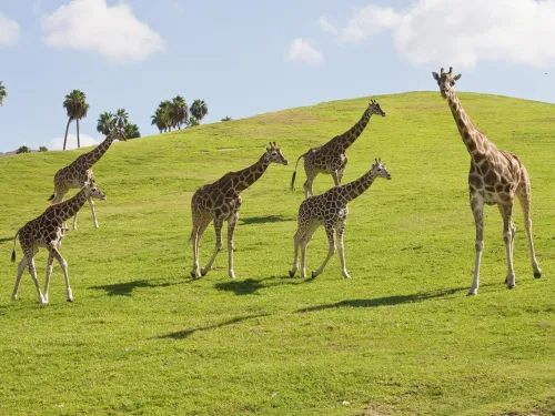 Six giraffes stand and walk on a grassy hill with scattered palm trees and a blue sky in the background.
