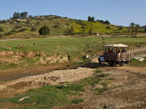 A safari truck with passengers drives through a grassy area with donkeys grazing on a hillside under a clear blue sky at the San Diego Zoo Safari Park.