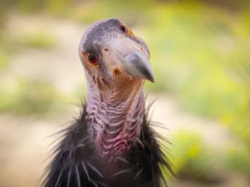 Close up of a California Condor at the San Diego Zoo Safari Park