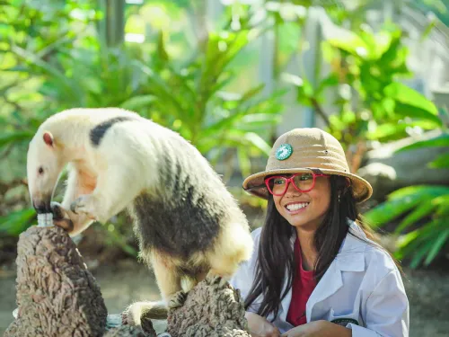 Young girl with a Aardvark at the San Diego Zoo Safari Park