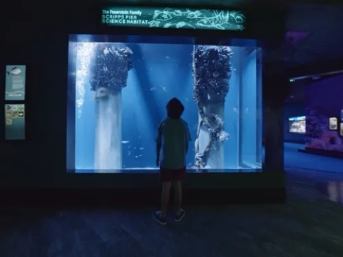 Kid looks up at an underwater tank at San Diego's Birch Aquarium