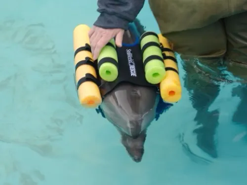 Dolphin wearing a life vest to float under rehabilitation post-rescue from SeaWorld San Diego