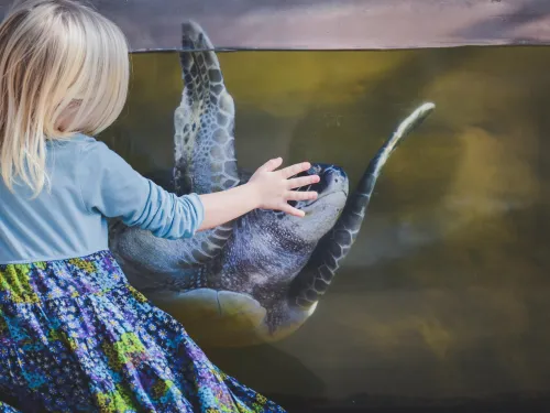 A young child in a blue shirt touches the glass of an aquarium, reaching toward a large sea turtle swimming inside.