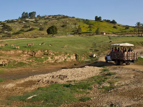 A safari truck with passengers drives through a grassy field with several antelope grazing, set against a hillside with scattered trees at the San Diego Zoo Safari Park.