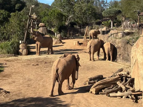 multiple elephants enjoying their new home at elephant valley at the San Diego Safari Park.