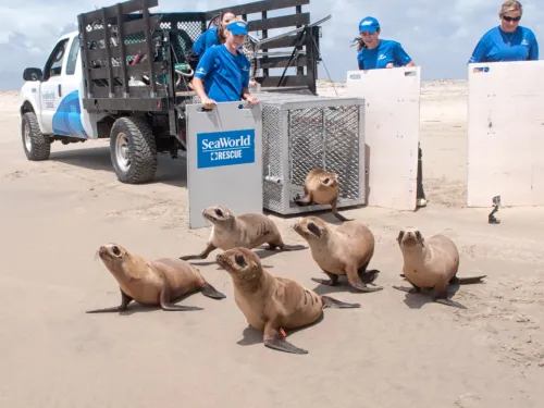 SeaWorld San Diego rescue team releasing sea lions onto a sandy beach, with staff members guiding the animals from transport crates as part of a coastal wildlife rescue effort.