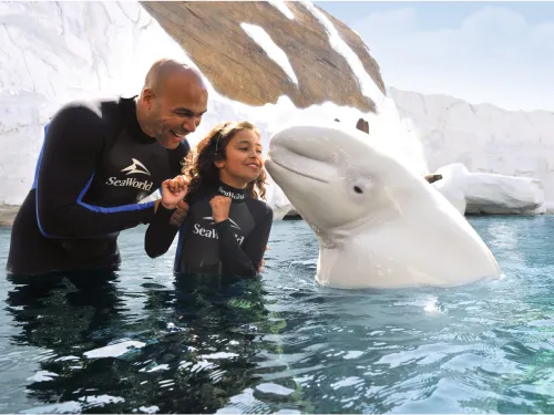 Guest interacting with a beluga whale at SeaWorld San Diego, standing in shallow water alongside a trainer during a close‑up animal encounter set against a rocky Arctic‑style habitat.