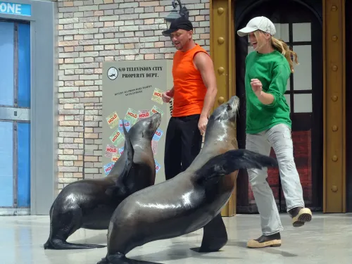 Live sea lion presentation at SeaWorld San Diego, featuring trainers interacting with sea lions on an indoor stage set designed like a city street scene.