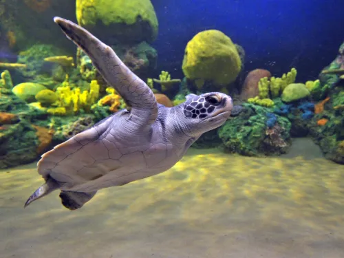 Sea turtle swimming through the Turtle Reef exhibit at SeaWorld San Diego, surrounded by colorful coral, rock formations, and clear blue water in an immersive underwater habitat.