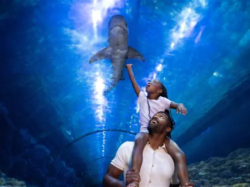A man carries a child on his shoulders, both reaching toward a swimming shark at SeaWorld San Diego's Shark Encounter.