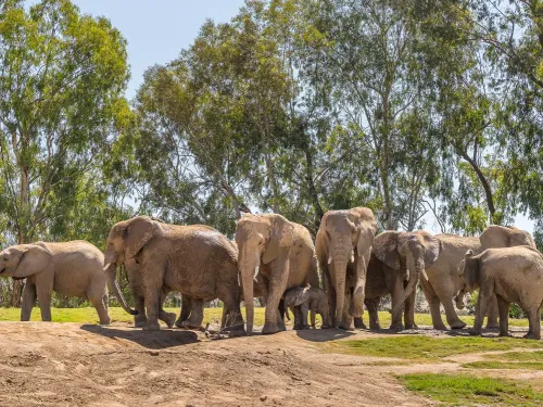 A herd of elephants standing together in a sunny landscape with trees in the background at the San Diego Zoo Safari Park's Elephant Valley.
